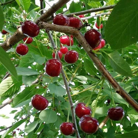 Вишня Подарок учителям Садовита