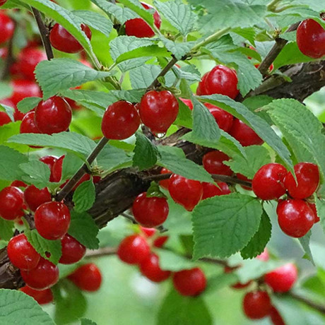 Вишня Войлочная Огонёк Садовита