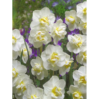 Нарцисс Уайт Чирфулнесс 12/14 2 шт