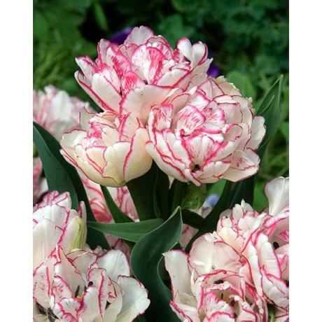 Тюльпан Белиция 11/12 2 шт