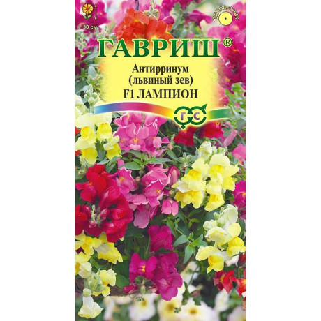 Львиный зев Лампион Гавриш Ц