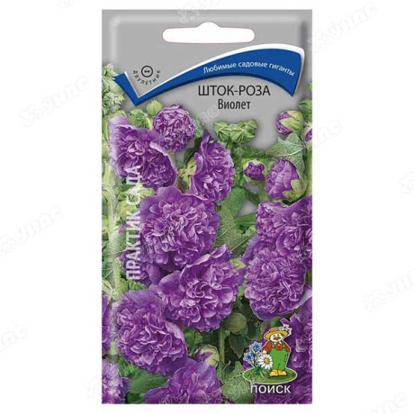 Шток-роза Виолет Поиск Ц