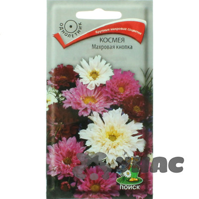 Космея Махровая кнопка Поиск Ц