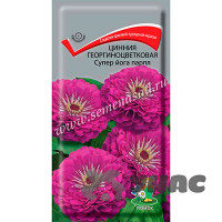Циния Супер йога парпл георгиноцв Поиск Цх10