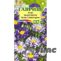 Астра Мацумото белая с син. краем Гавриш Ц