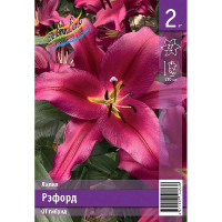 Лилия Рэфорд 14/16 2 шт