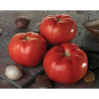 Томат Линда (Нидерланды) Каприс