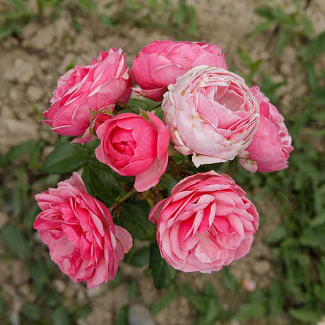 Роза флорибунда Помпонелла Садовита