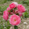 Роза флорибунда Помпонелла Садовита