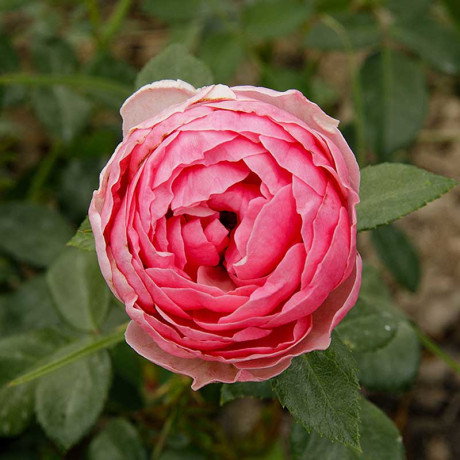 Роза флорибунда Помпонелла Садовита