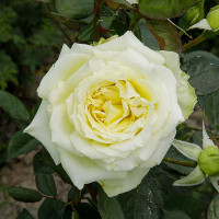 Роза плетистая Эльф Садовита