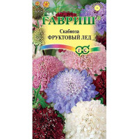 Скабиоза пурпурная  Фруктовый лед Гавриш Ц