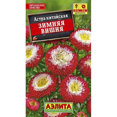 Астра Зимняя вишня Аэлита Ц