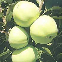 Яблоня Антоновка (полукарлик) Садовита