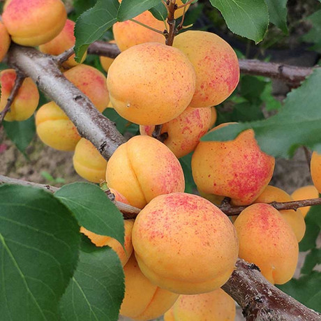 Абрикос Сюрприз Садовита