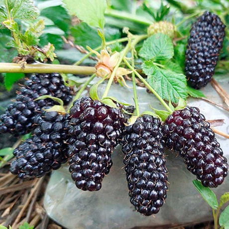 Ежевика Коламбия Гигант Садовита