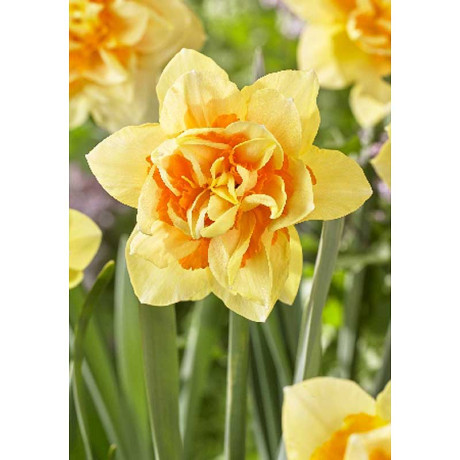 Нарцисс Техас 12/14 2 шт