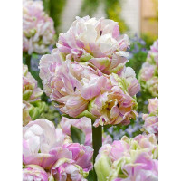 Тюльпан Блашинг Даймонд 11/12 2 шт