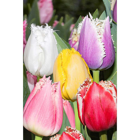 Тюльпан Смесь Бахромчатых 11/12 7 шт Садовита