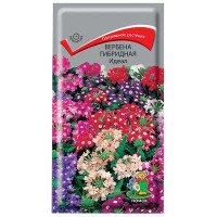 Вербена Идеал гибридная Поиск Ц