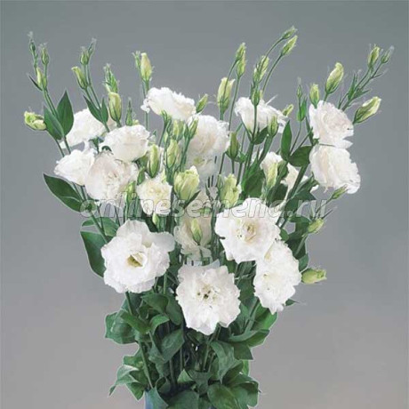 Семена Эустома Супер Мэджик Пьюр Вайт Поиск Ц