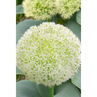 Лук Декор. Айвори Куин 12/14 5 шт Садовита