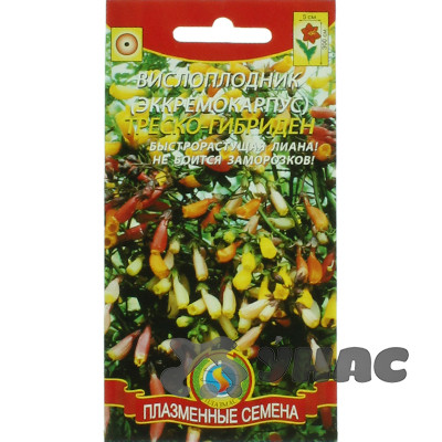 Вислоплодник Треско Гибриден Плазма Ц