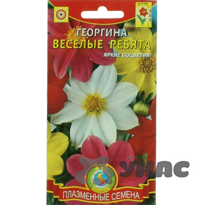 Георгин Веселые ребята Плазма Ц