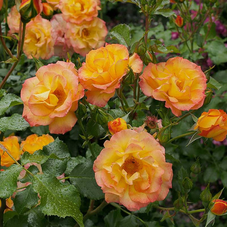 Роза шраб Сахара Садовита