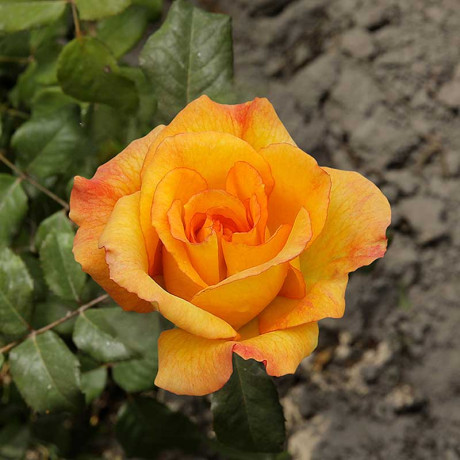 Роза шраб Сахара Садовита