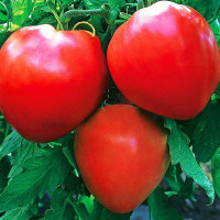 Семена Томат Бычье сердце красное Плазма