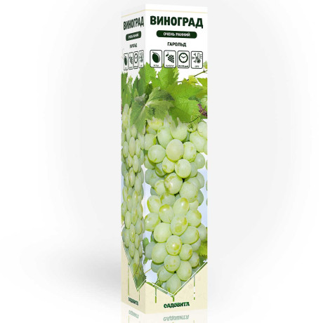 Виноград Гарольд очень ранний Садовита