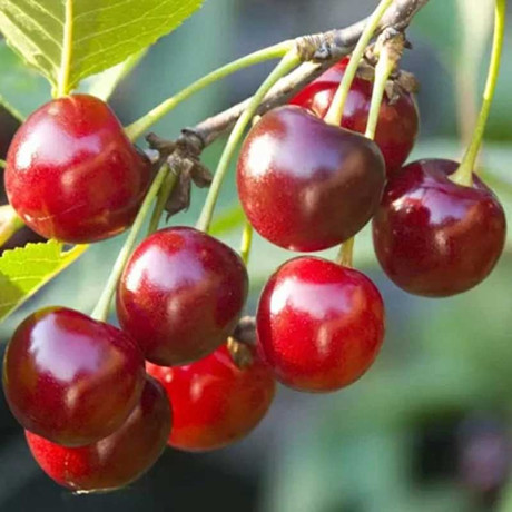 Вишня Морель Брянская Садовита