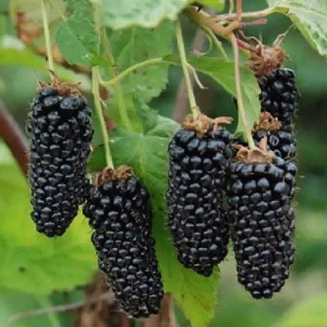 Ежевика Коламбия Санрайз Садовита