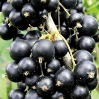 Смородина черная Белорусская сладкая Садовита