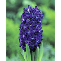 Гиацинт Блю Маджик 14/15 1 шт