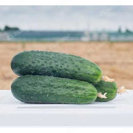 Огурец Антисипатор Каприс