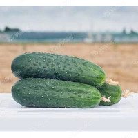 Огурец Антисипатор Каприс