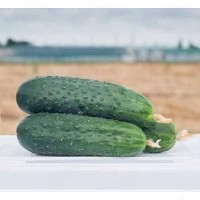 Огурец Антисипатор Каприс