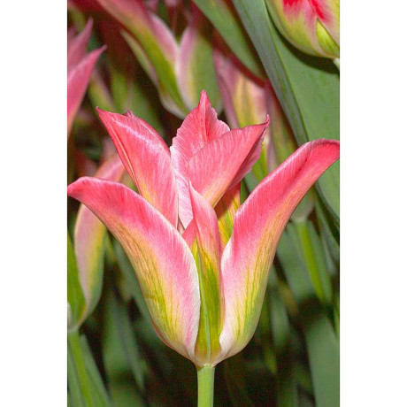 Тюльпан Виричик 11/12 7 шт Садовита