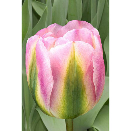 Тюльпан Гренлэнд 11/12 7 шт Садовита