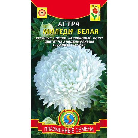 Астра Миледи белая Плазма Ц