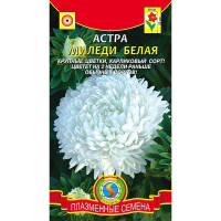 Астра Миледи белая Плазма Ц