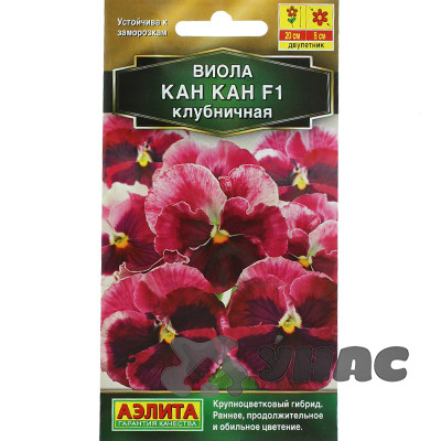 Виола Кан-кан клубничная Аэлита Ц