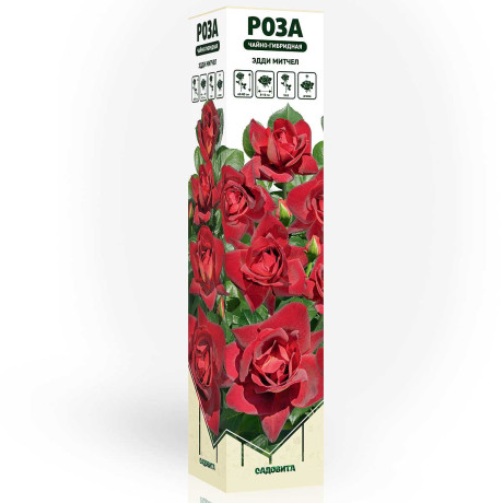 Роза чайно-гибридная Эдди Митчелл Садовита