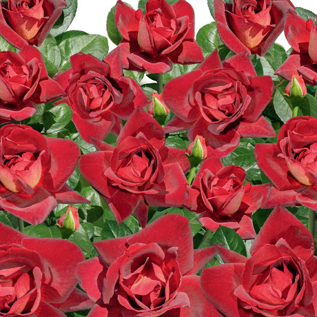 Роза чайно-гибридная Эдди Митчелл Садовита