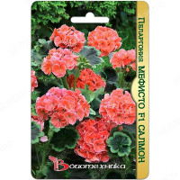 Пеларгония Мефисто Салмон Биотехника Ц