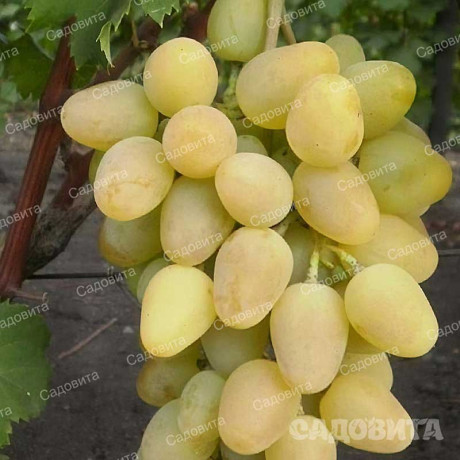 Виноград Инга очень ранний Садовита