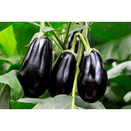 Баклажан Черный красавец 5гр Гавриш