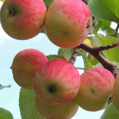 Яблоня Июльское Черненко (полукарлик) Садовита